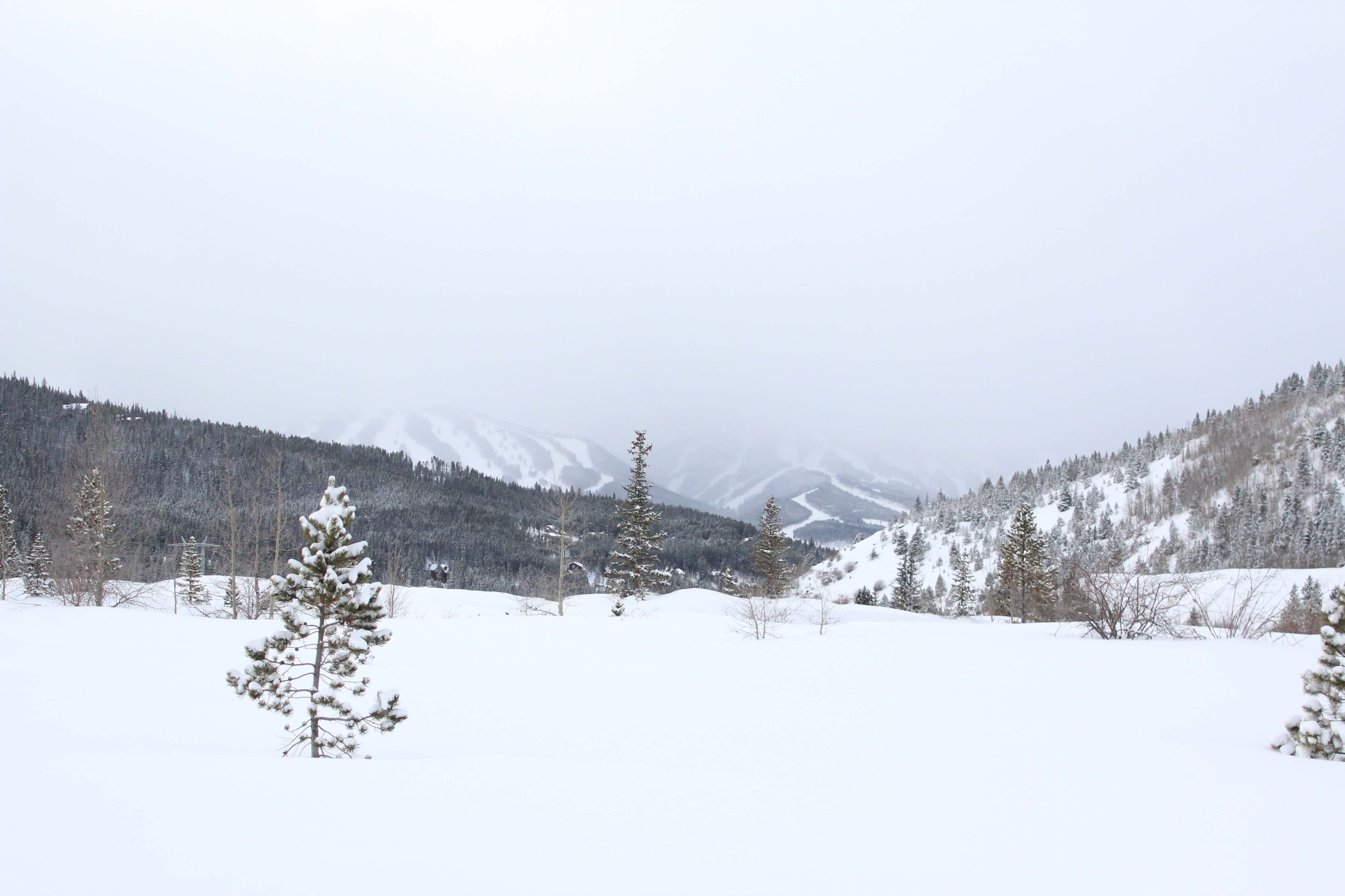 Views from the B&B trail on a snowy day.