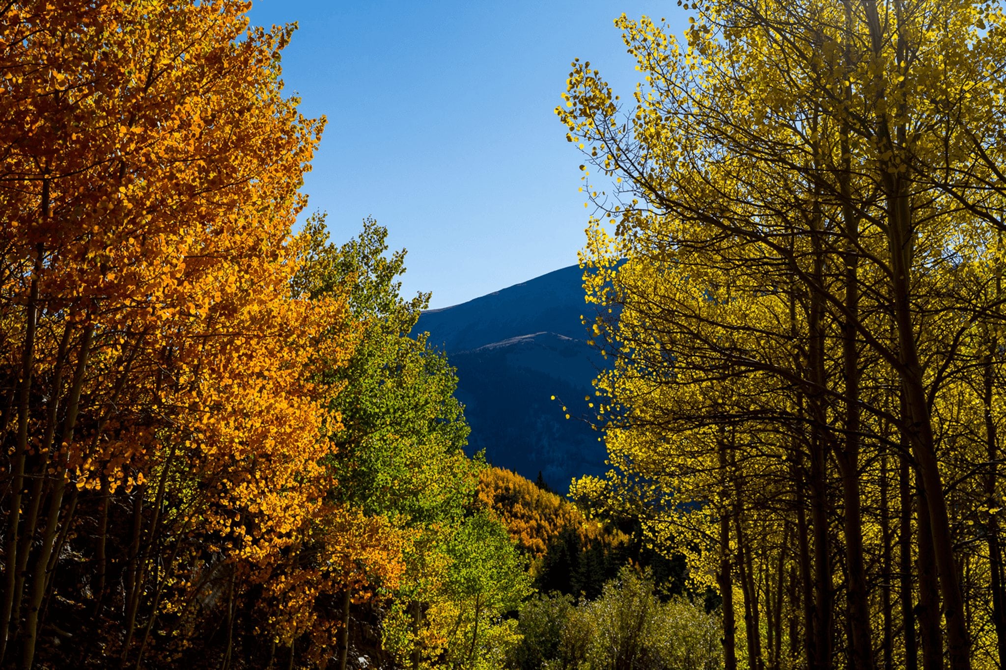 Fall trees and mountains in Breckenridge.