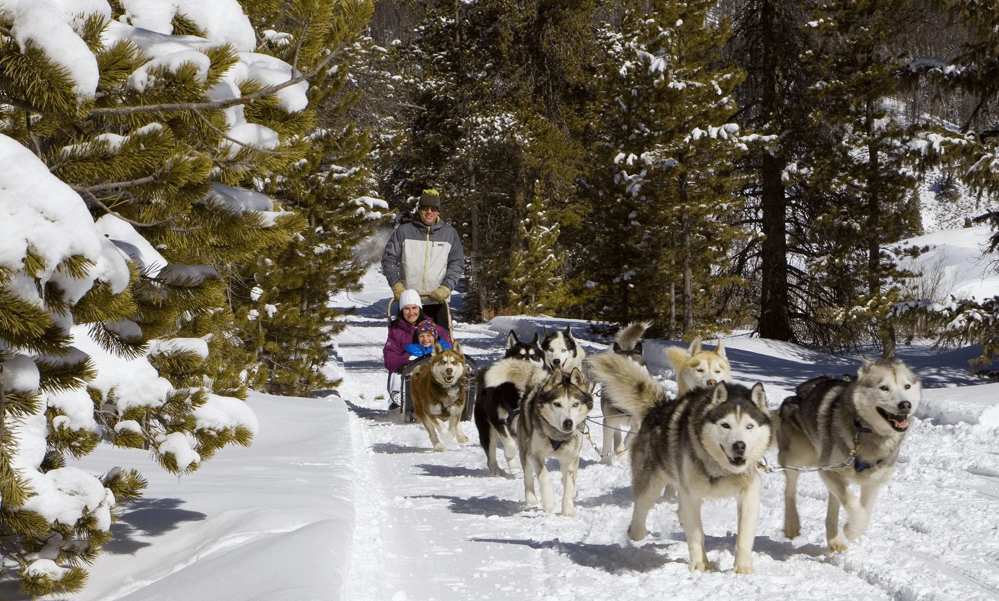 A family dog sledding in the snow in Breckenridge, Colorado.