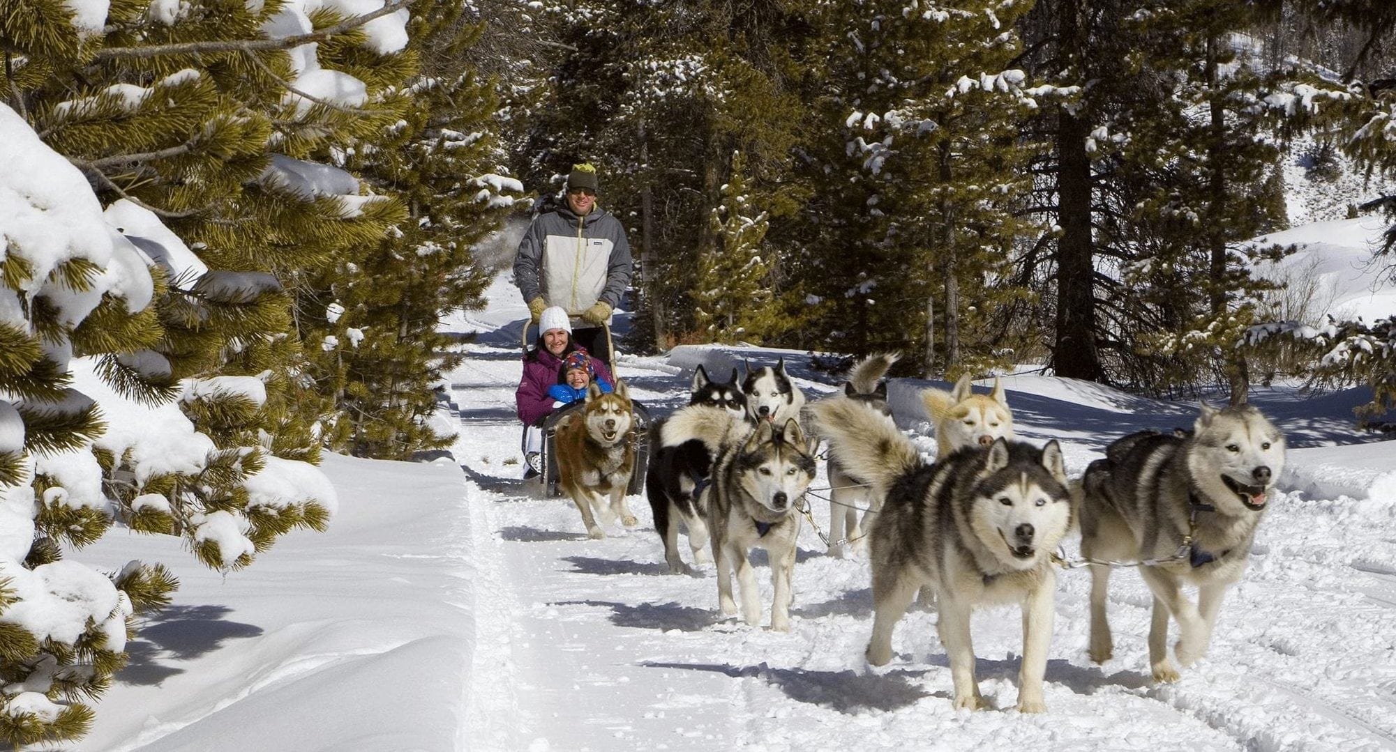 A family dog sledding in the snow in Breckenridge, Colorado during their Breckenridge Winter Trip.