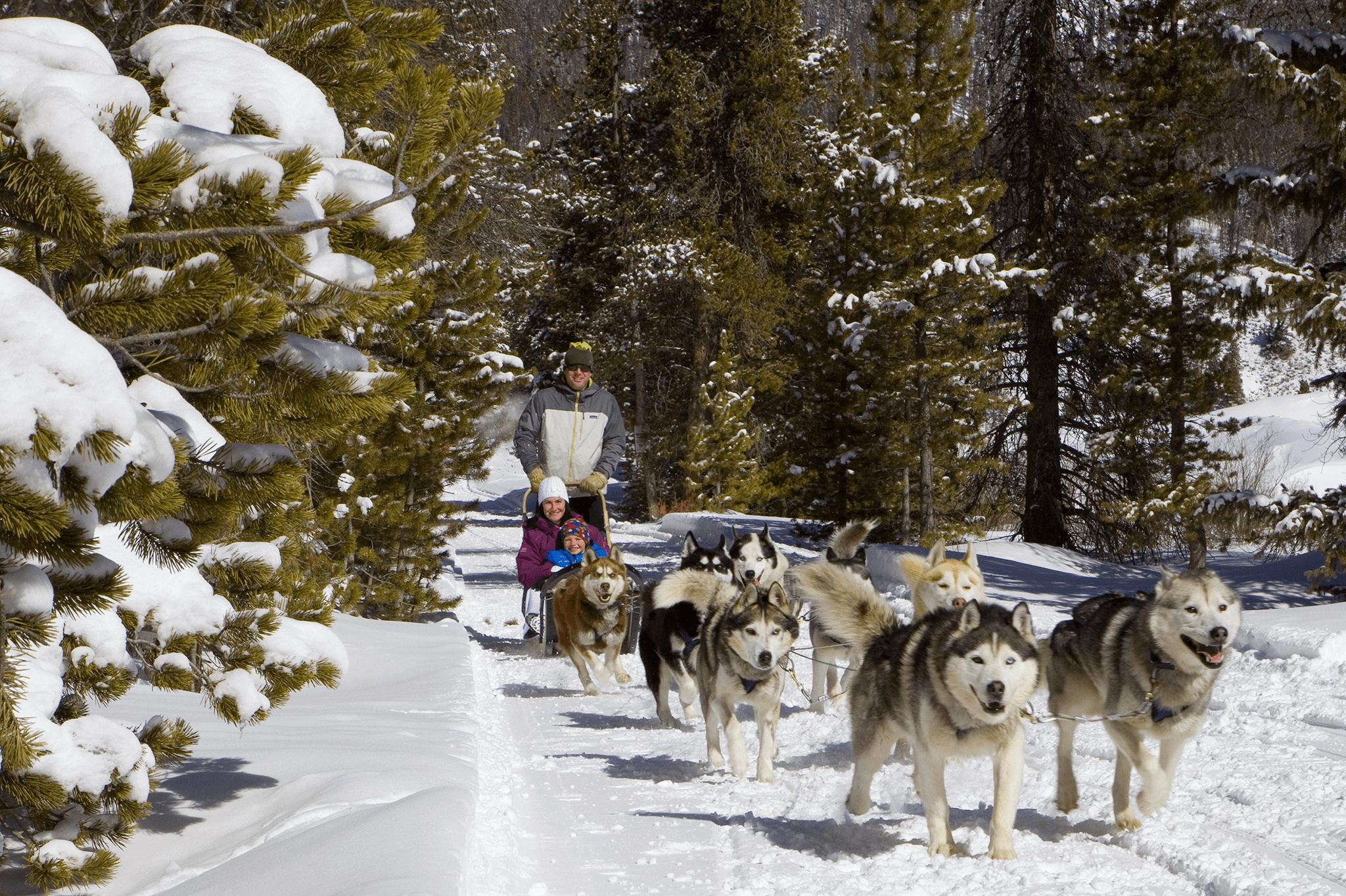 A family dog sledding in the snow in Breckenridge, Colorado.