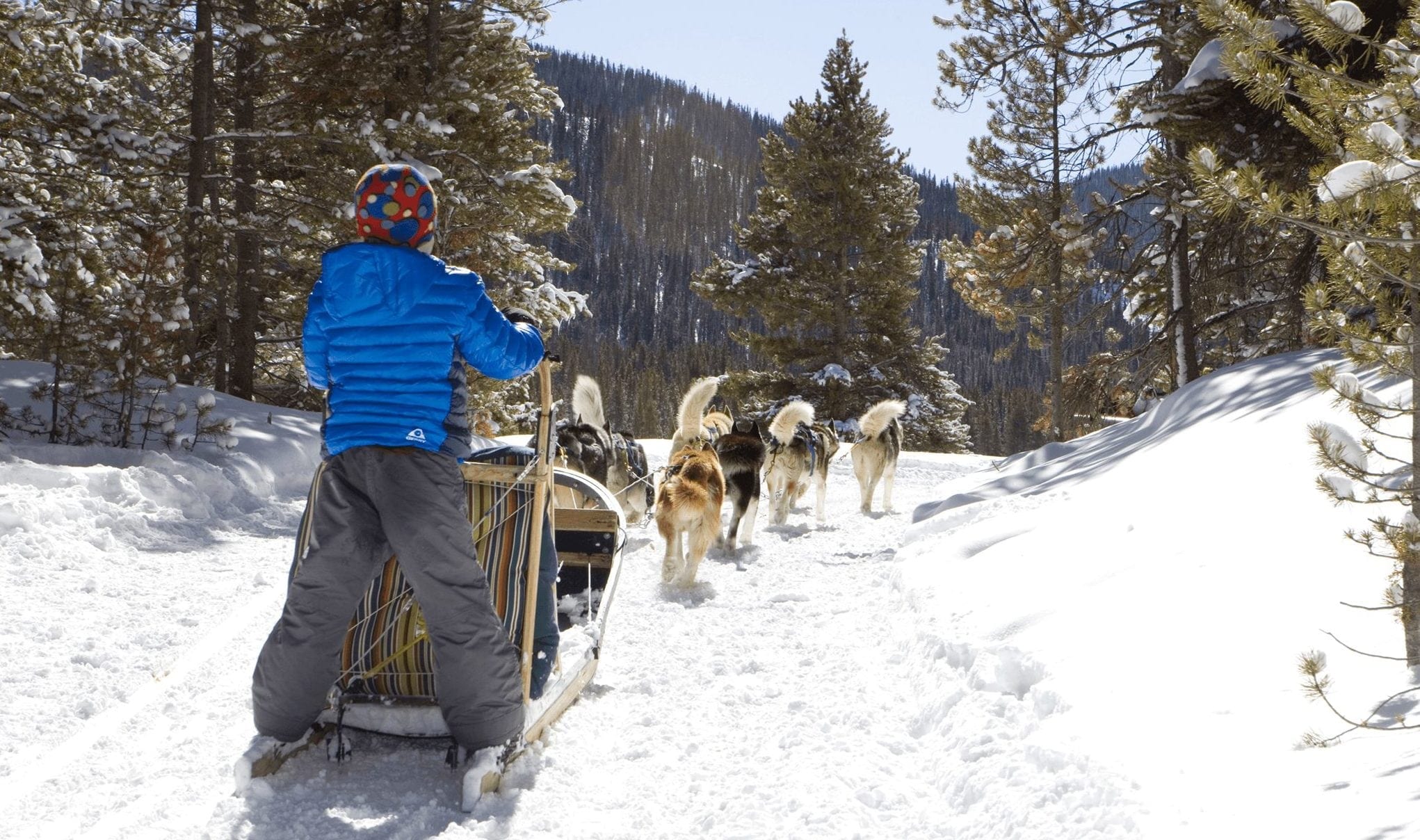 Breckenridge dog sledding with a kid mushing.
