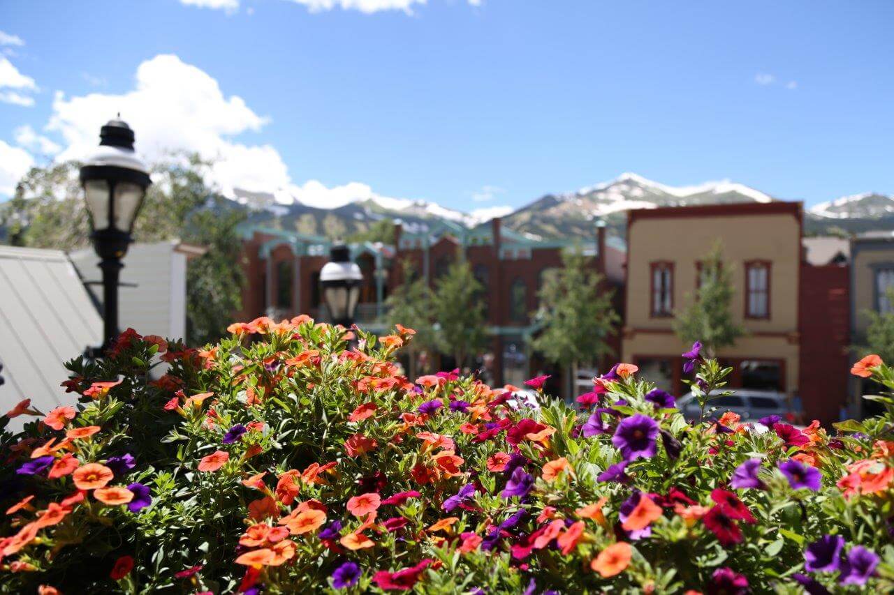 flowers with historic buildings and mountains