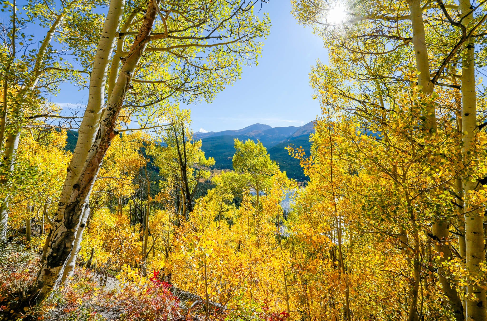 Boreas Pass Road Aspens during Fall in Breckenridge