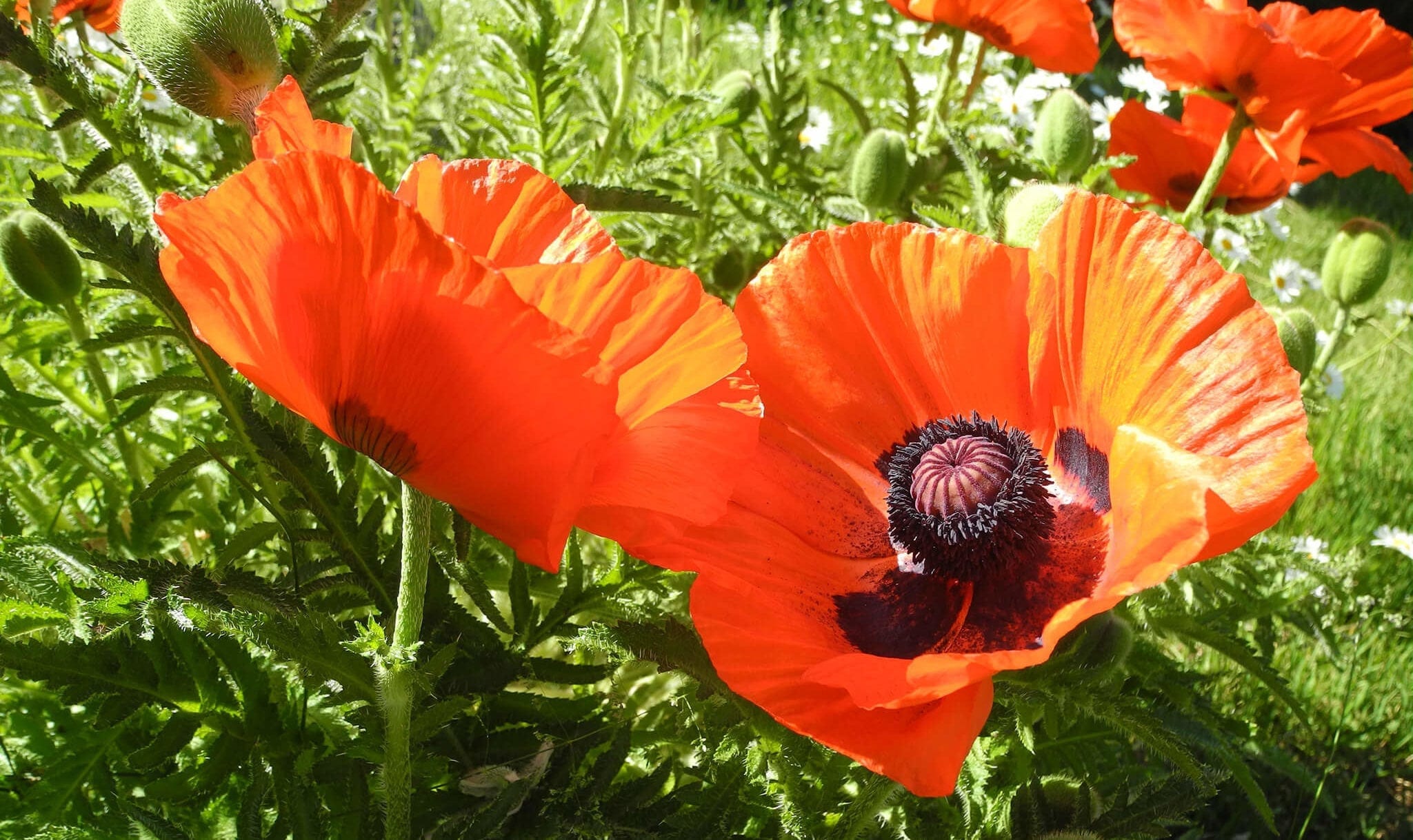 Oriental Poppy: Not a native wildflower but common around Breckenridge’s historic homes