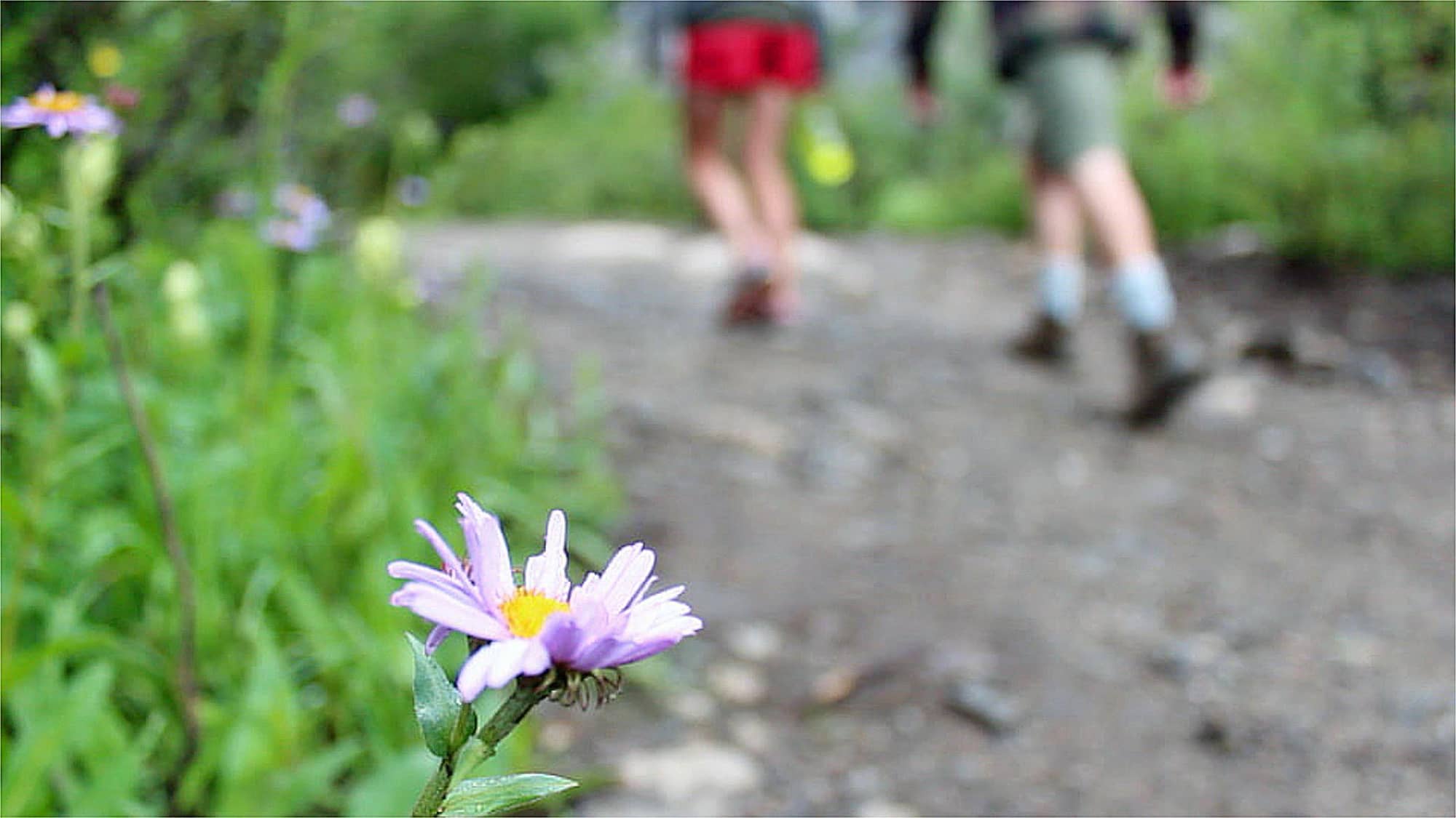 Two hikers on a trail