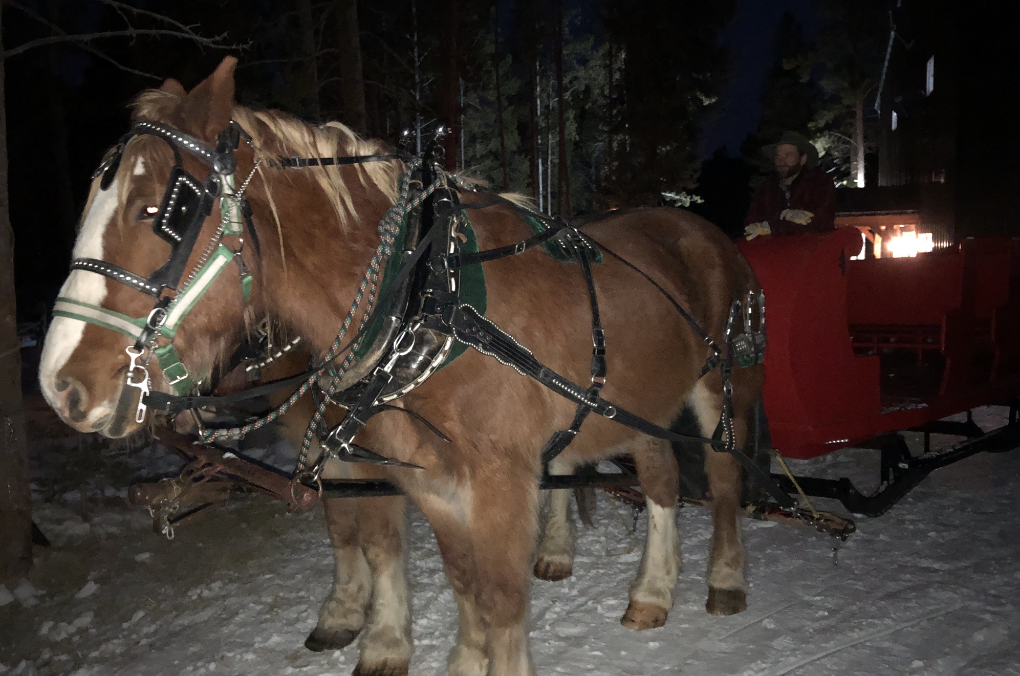 Golden Horseshoe Tours dinner sleigh ride.